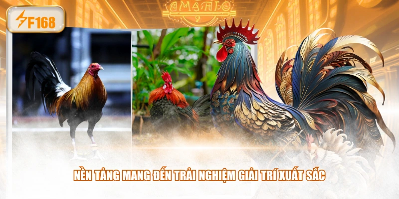 Nền tảng mang đến trải nghiệm giải trí xuất sắc